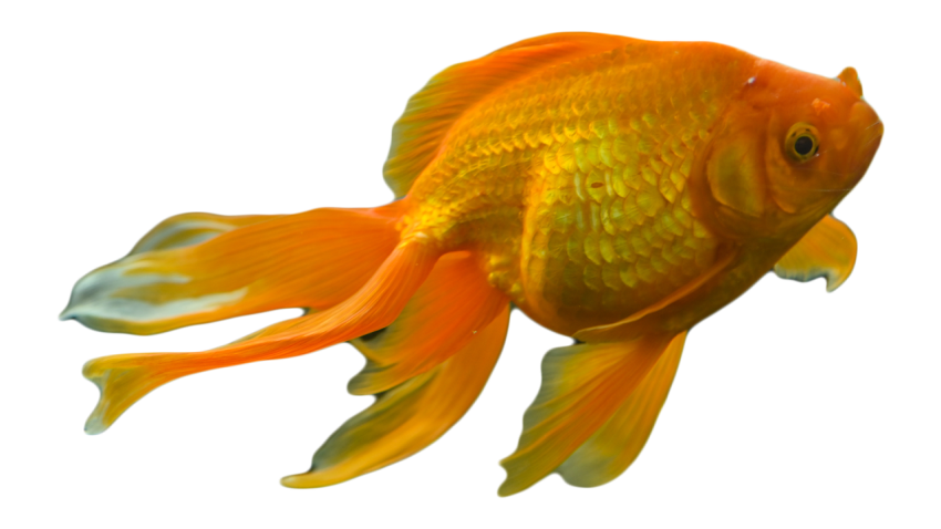 Fish domestic goldfish PNG free Download