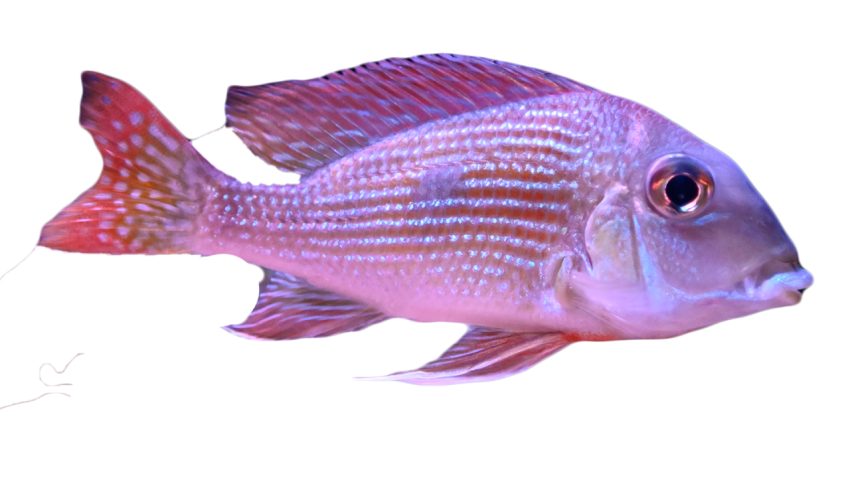 Fish deep sea marine life PNG download