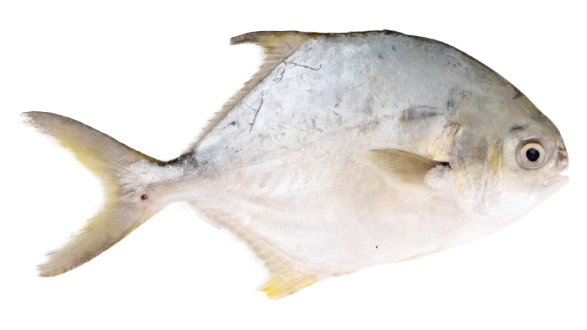 Fish sea animal seafood PNG download