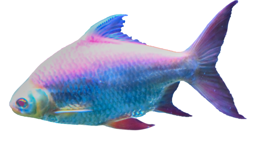 Fish sea animal creative Free Download PNG