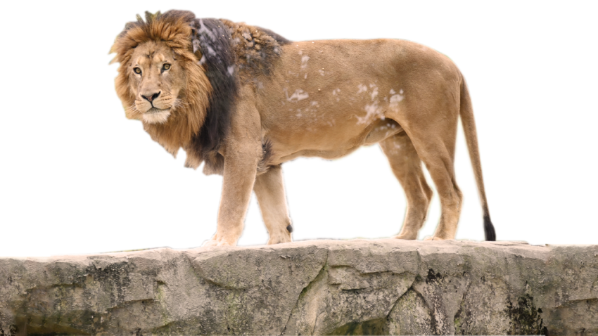 Lion lion ferocious realistic PNG Free Download