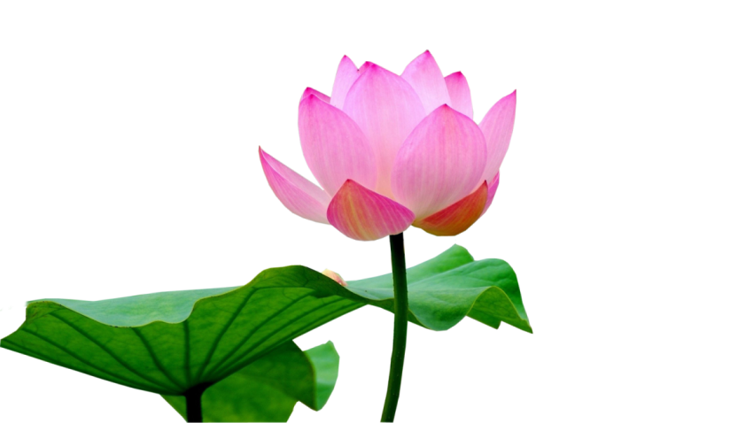 Download Free Pink Rose Lotus Flower PNG Image