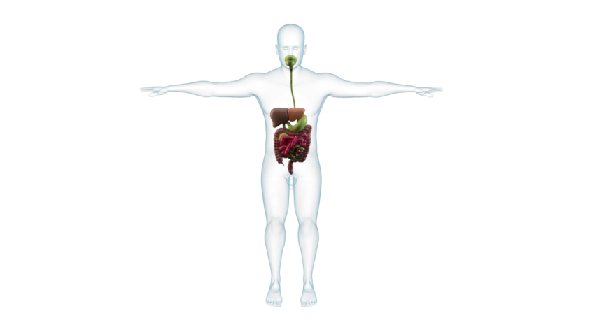 Human body X Ray PNG Drawing Free Download