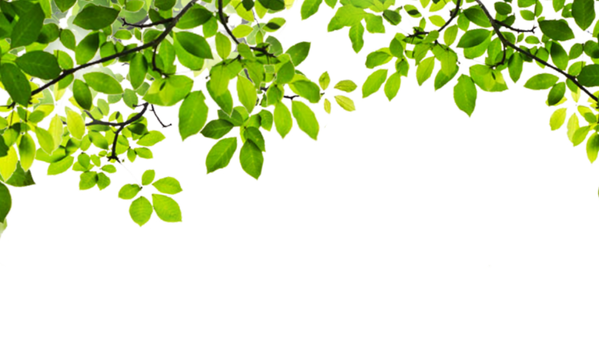 leaves spring green decorative border png free download