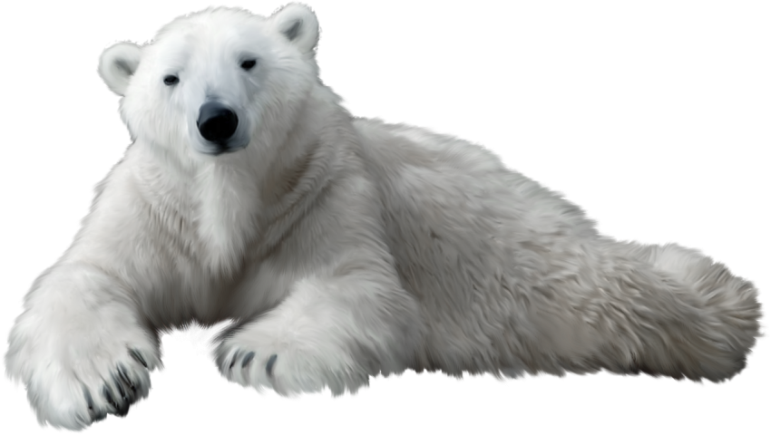 Cute Tide Polar Bear PNG Vector Clipart Image With Transparent Free download