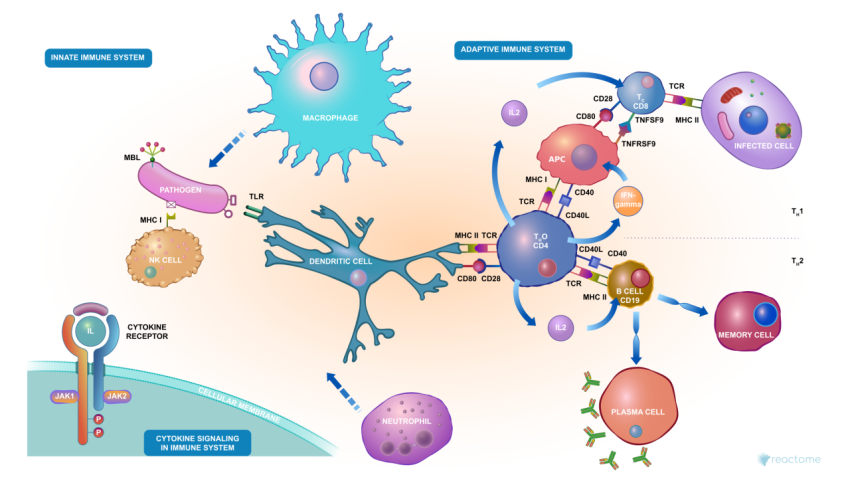 Stop Coronavirus Cell picture PNGs Free