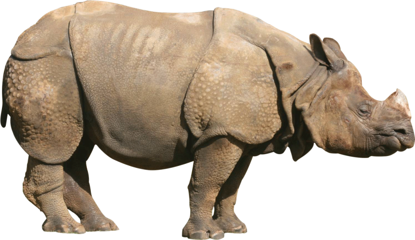 PSD Art Animal Rhinoceros PNG Image