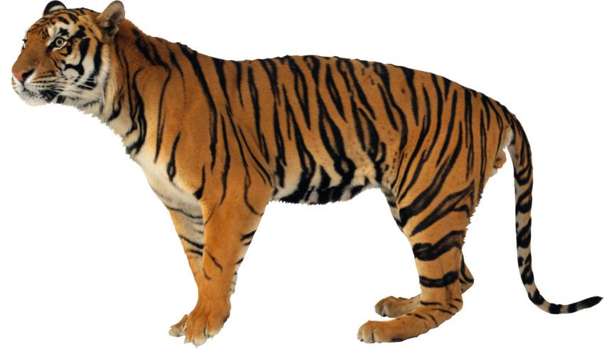 Tiger stand pose free png