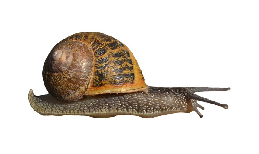 Fast Snail & Slugs Stylommatophora  PNG Animal Drawing Image Transparent Background