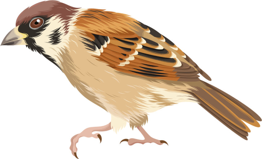 House Sparrow PNG Birds Free Sticker Transparent