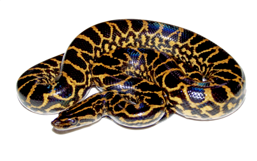 HD Size of Anaconda PNG Picture Free Download