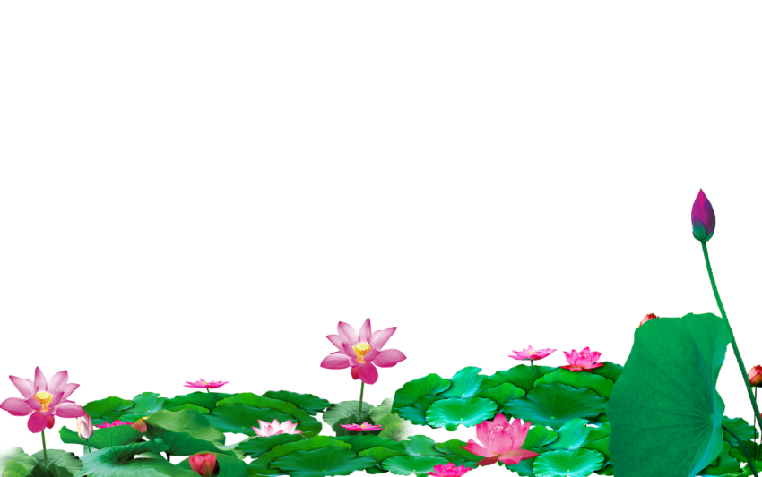 Top View On Lotus Flower PNG Picture Free Download