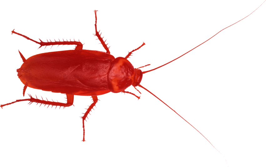 Cockroach PNG Transparent Image Free Download