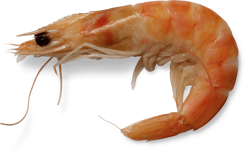 Shrimp,Yellow And White Skin Shrimp With Open Black Eye,Sea Food, HD Shrimp Photo Free Download PNG Image,Transparent Background