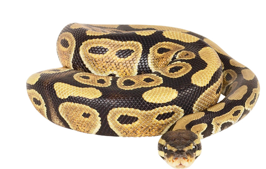 Reptile Escala Image Anaconda PNG Wallpaper Free Download