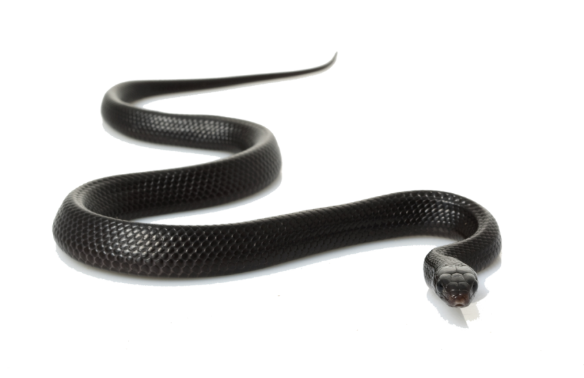 Download Black Snake Image  PNG  Free Download
