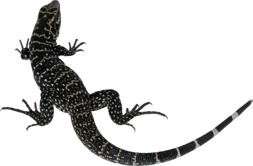 Black Leopard Lizard PNG Image Free Download