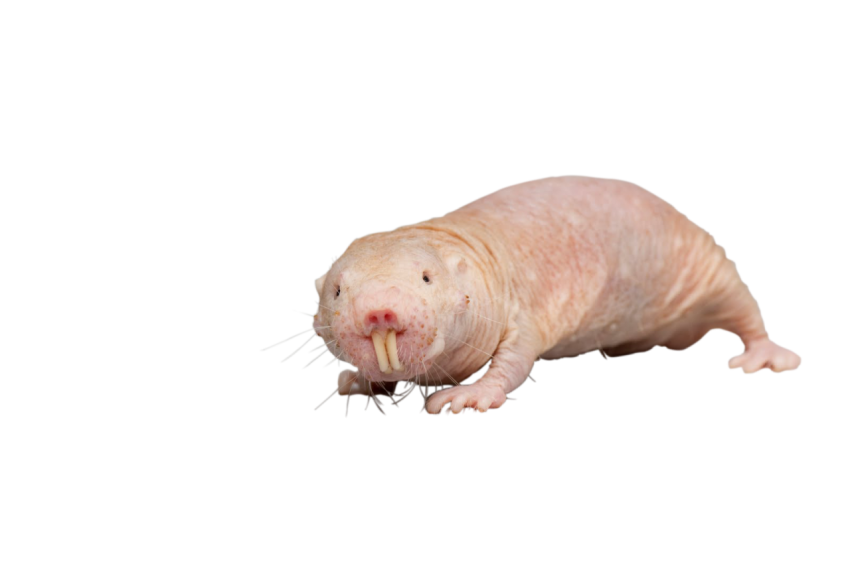 Illustration Mole Animal PNG Image ON Transparent Free