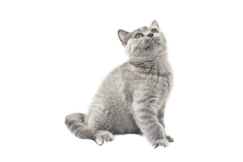 Little blue cat on the PNG Free Download