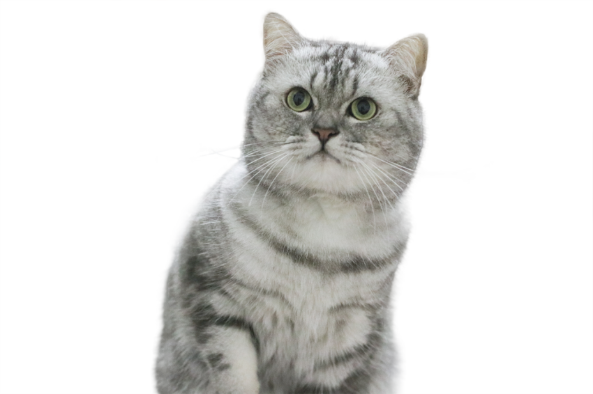 Silver gradient cat Free PNG download