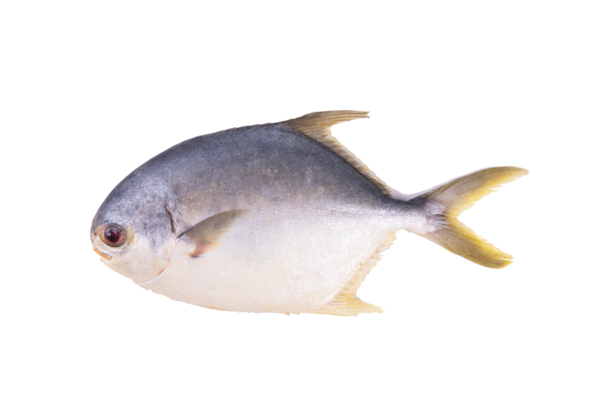 Cut Litter fish PNG download