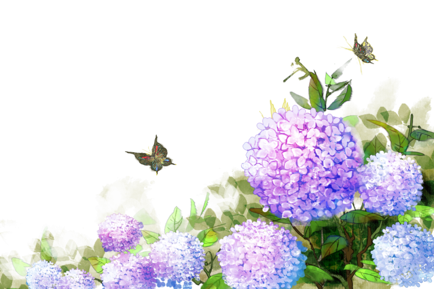 Butterfly hydrangea flower plant Free PNG Download