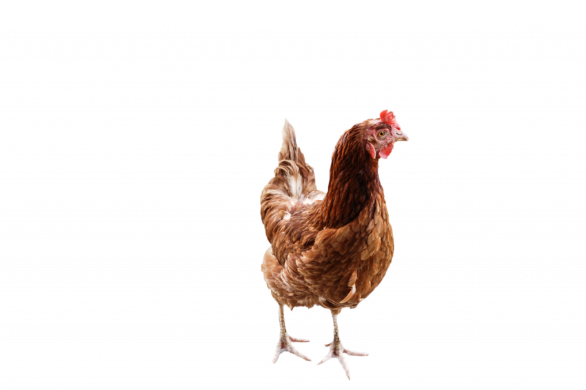 Hen animal, brown hen, female hen, transparent free download