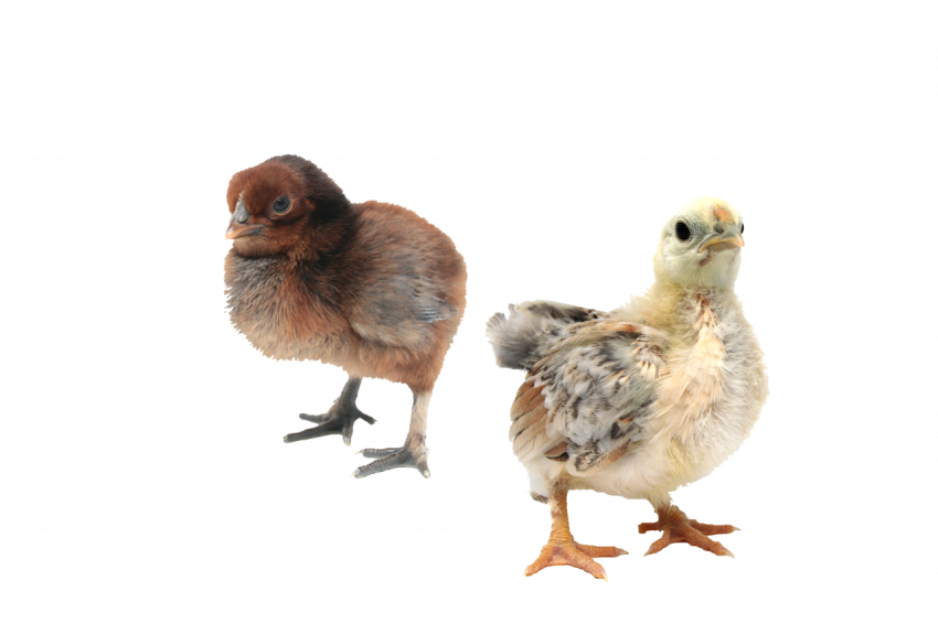 2 babies chicken picture brown and yellow transparent png free