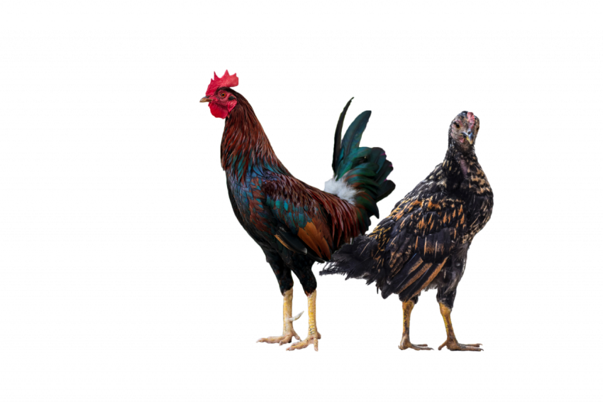 Couple hen's chicken transparent free download