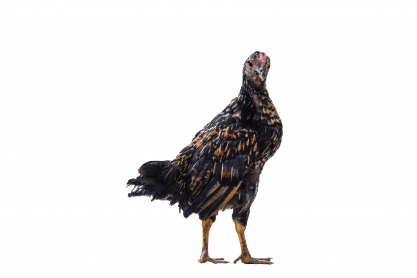 Female hen chicken, black and yellow colour transparent free png