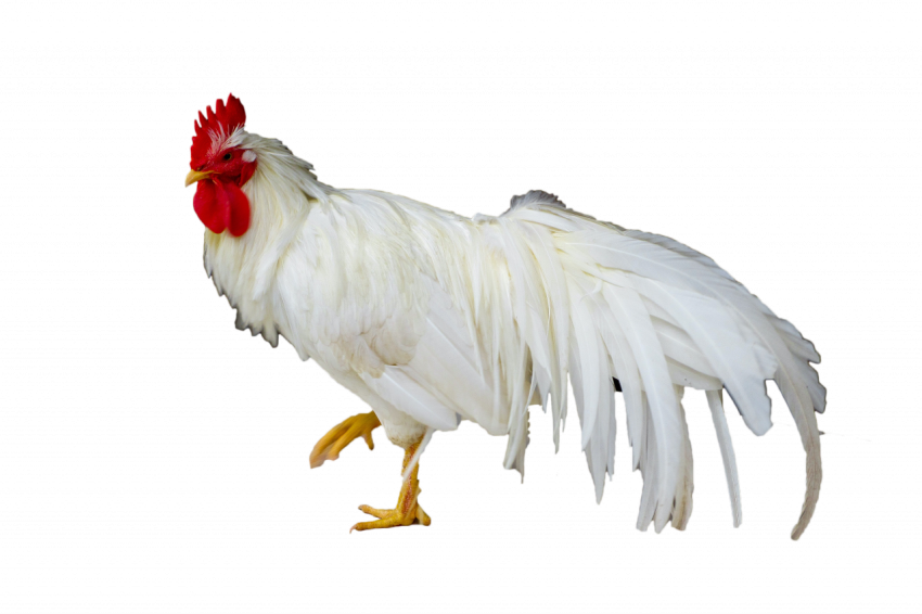 Chicken hen white colour beautiful hen transparent free download