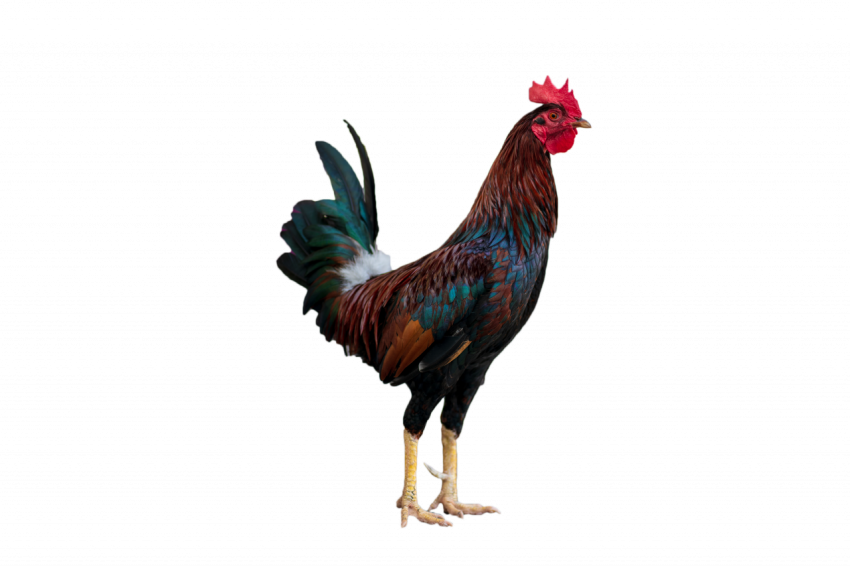 Colourful chicken hen male hen transparent free download