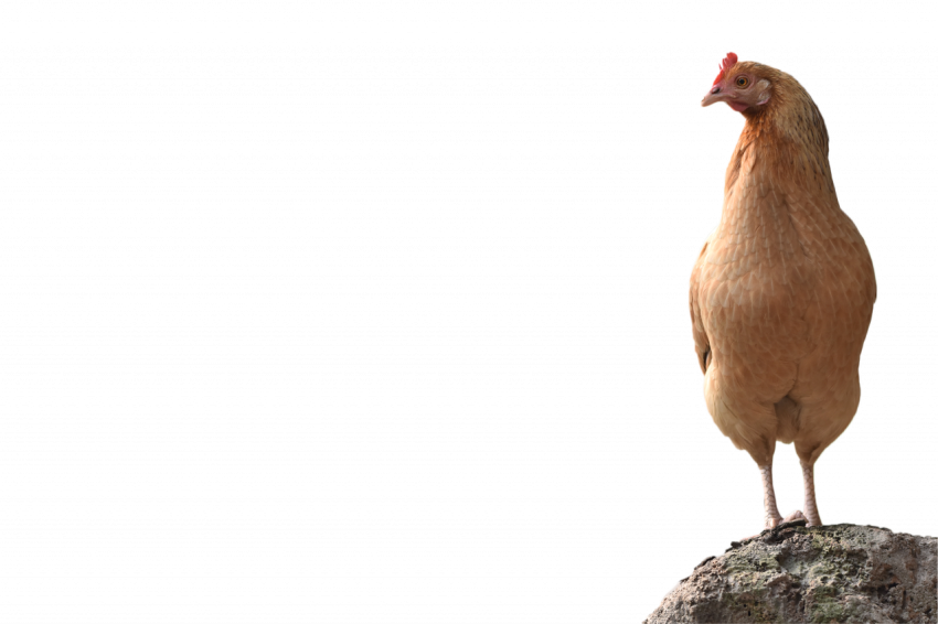 Light brown colour hen on stone Colourful chicken hen male hen transparent free download free download