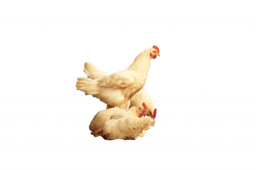 3 white chicken hen's transparent free download