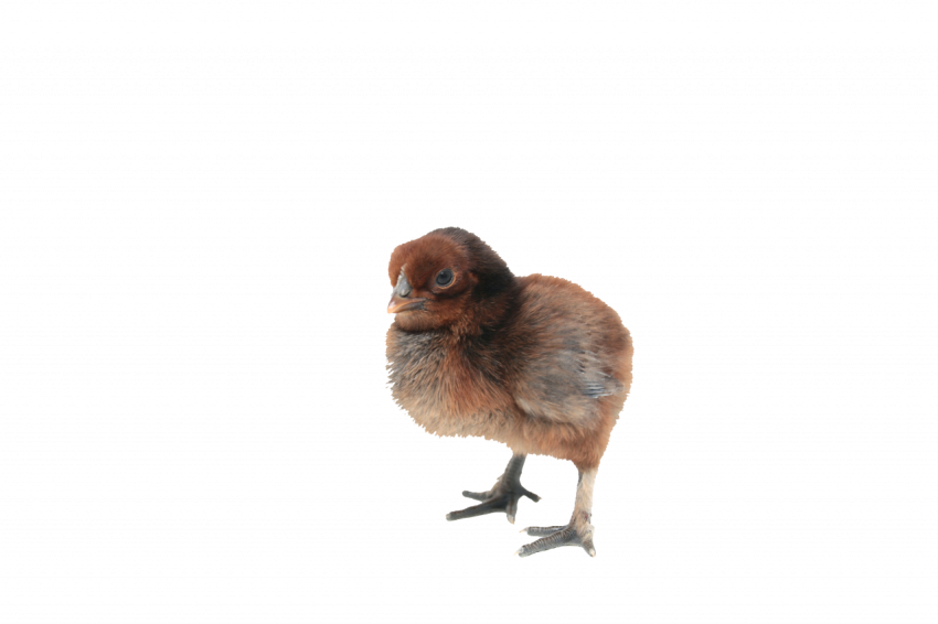 Baby chicken brown colour transparent free png