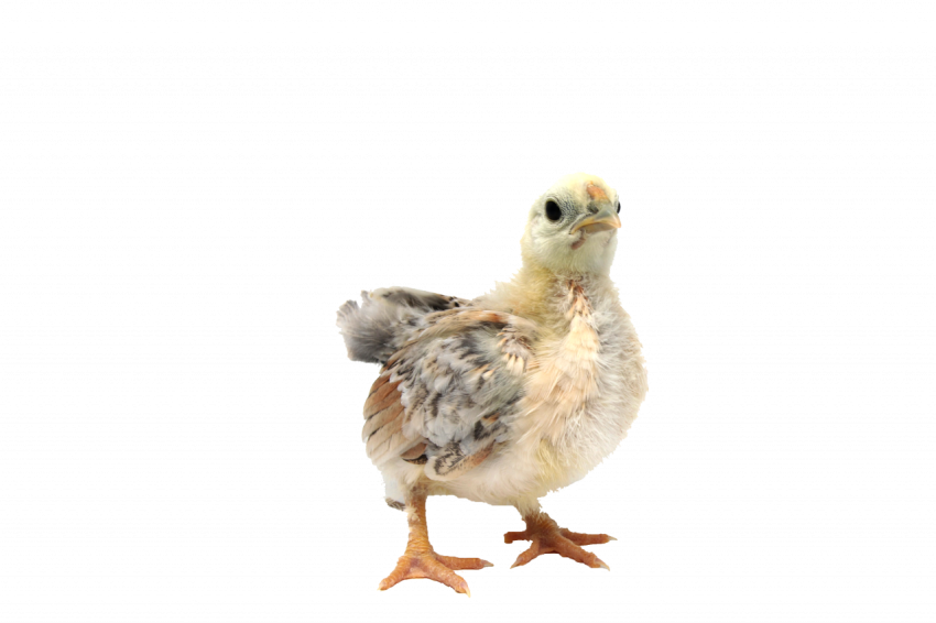 Baby chicken animal transparent free download