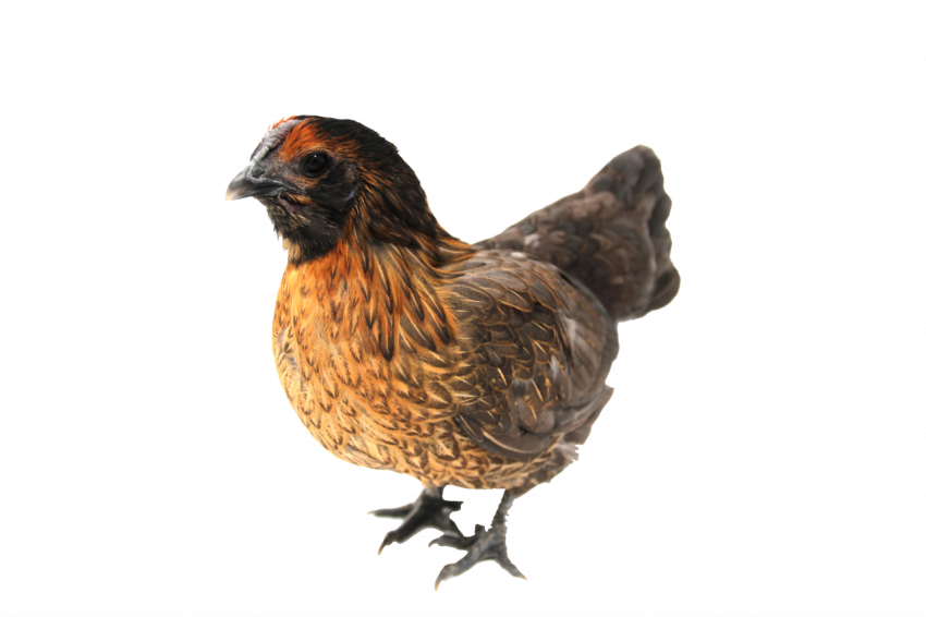 Baby hen brown colour animal, chicken, transparent free download