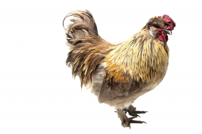 Male hen chicken, animal, golden brown colour transparent free download