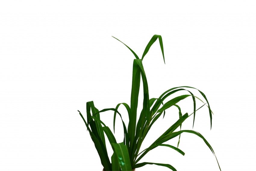 Green grass plant transparent free download