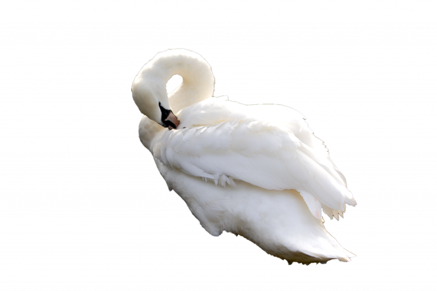 Duck folding neck, white colour, png free transparent download