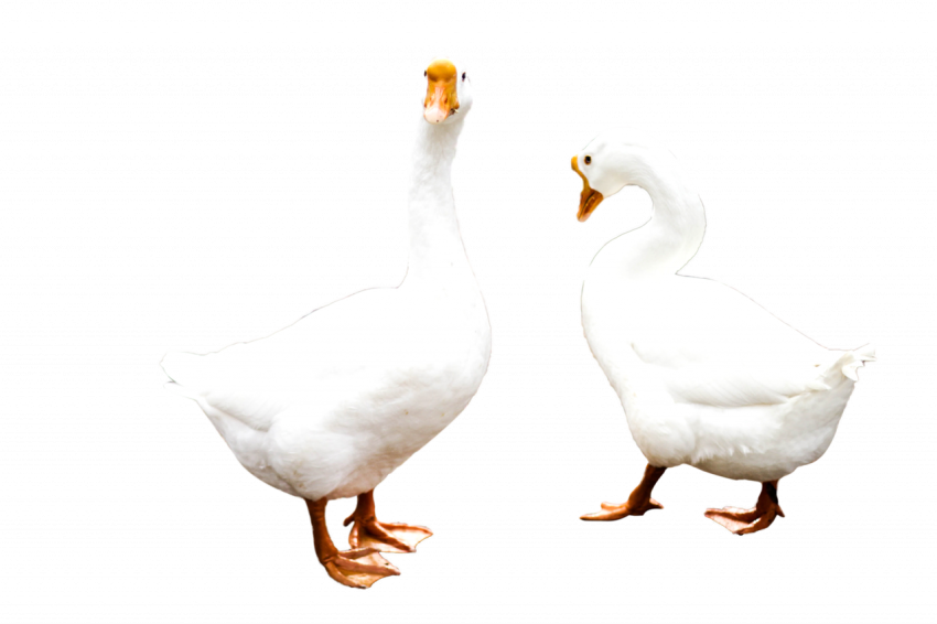 2 ducks white colour beautiful Ducks png free transparent download