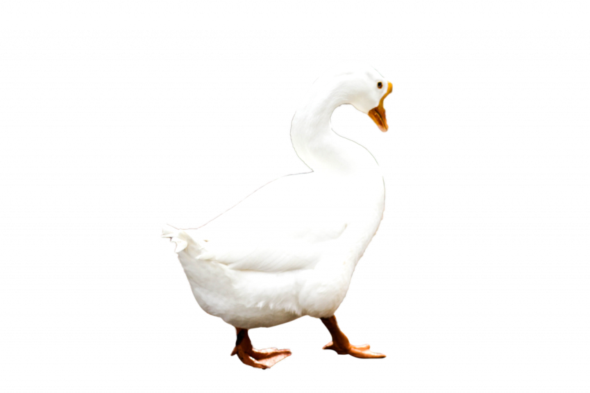 Beautiful white duck png free transparent download