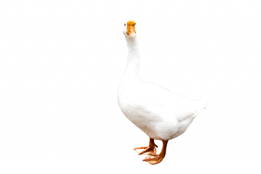 Png Free download white beautiful duck transparent