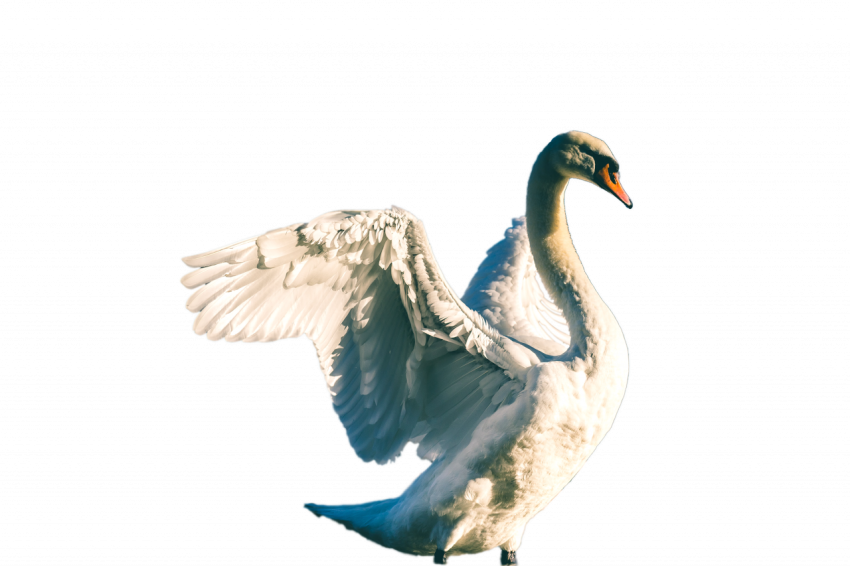 Flying dove in the air white colour png free transparent download