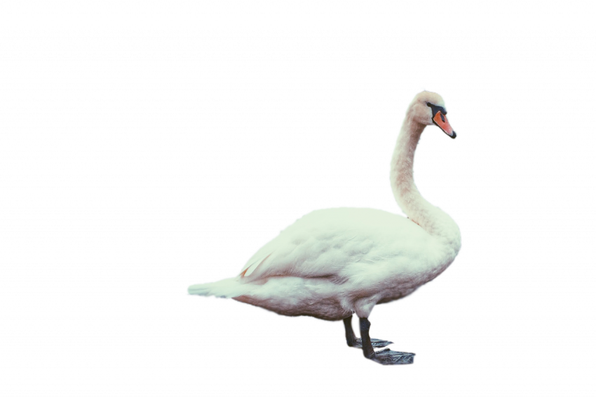 White duck stock transparent free download