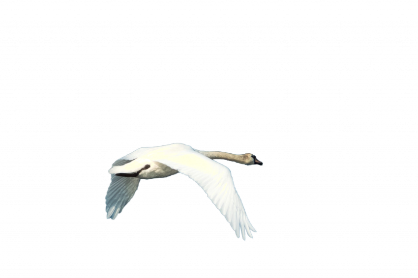 Flying dove in the air png free download transparent