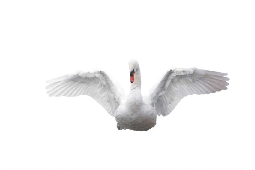 Most beautiful dove in the air transparent free download