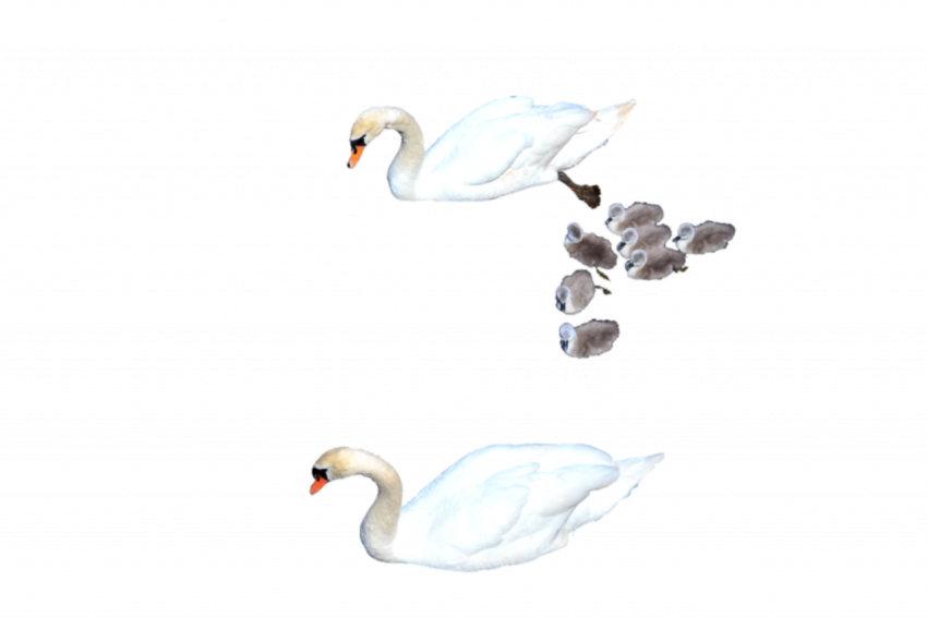 2 white duck's with new born babies transparent free download