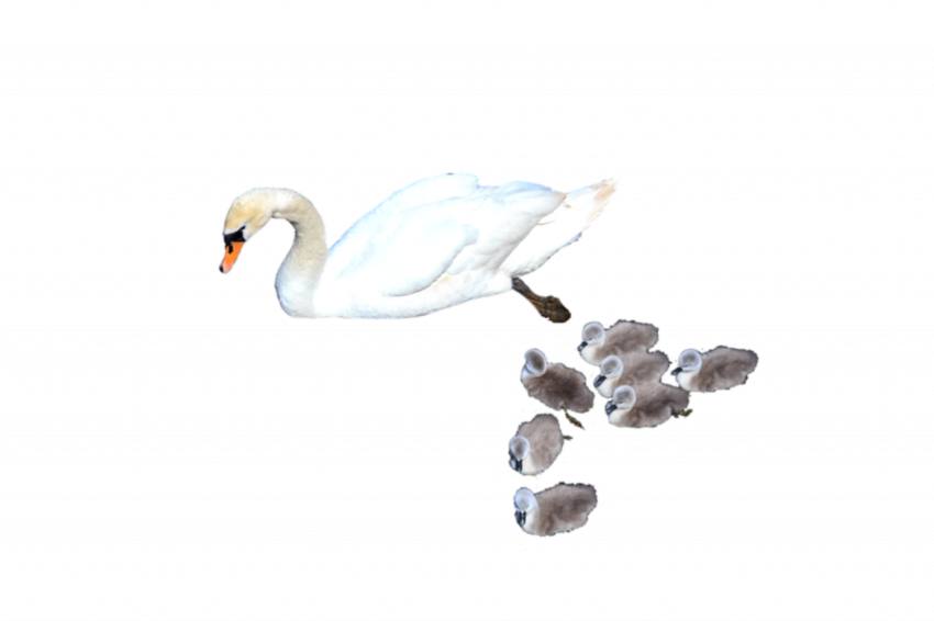 Duck with her babies white colour png free download transparent