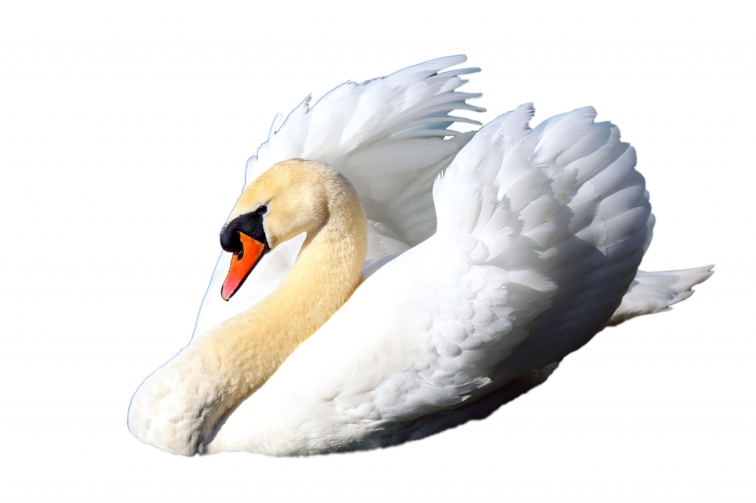 Beautiful white big duck  png free transparent download